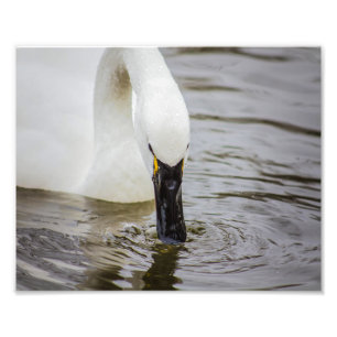 Tundra Swan Swimming Closeup Foto Afdruk