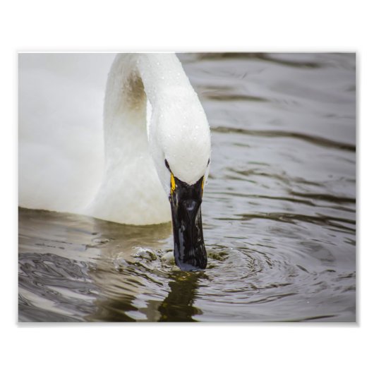 Tundra Swan Swimming Closeup Foto Afdruk (Voorkant)