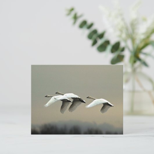 Tundra Swans Briefkaart (Staand voorkant)