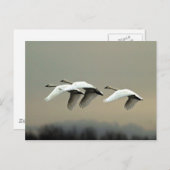 Tundra Swans Briefkaart (Voorkant / Achterkant)