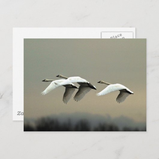 Tundra Swans Briefkaart (Voorkant / Achterkant)