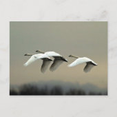 Tundra Swans Briefkaart (Voorkant)