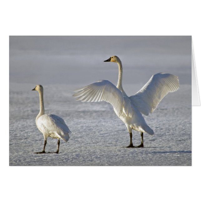 Tundra Swans (Cygnus columbianus) (Voorkant Horizontaal)