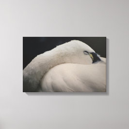 Tundra Zwaan slapende Canvasprint Canvas Afdruk