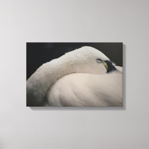 Tundra Zwaan slapende Canvasprint Canvas Afdruk
