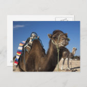 Tunesië, de Sahara, Douz, Zone Touristique, Briefkaart (Voorkant / Achterkant)