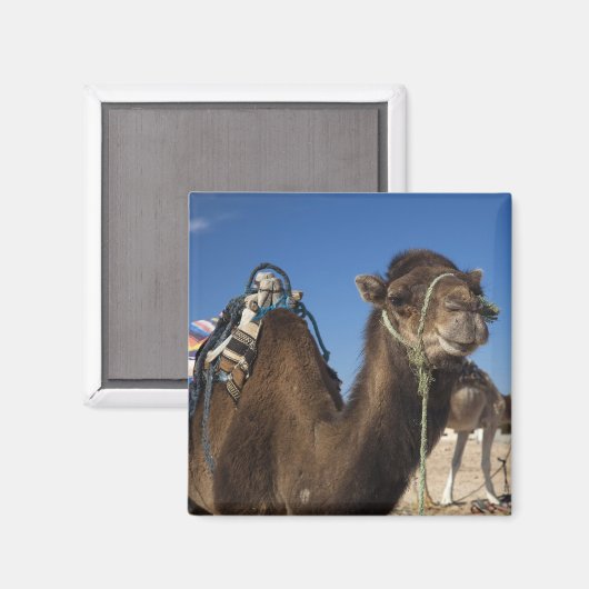 Tunesië, de Sahara, Douz, Zone Touristique, Magneet (Voorkant / Achterkant)