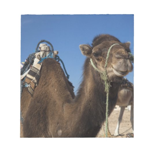 Tunesië, de Sahara, Douz, Zone Touristique, Notitieblok (Voorkant)