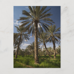 Tunesië, Ksour Area, Ksar Ghilane, date palm 2 Briefkaart