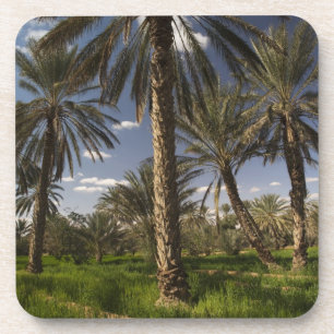 Tunesië, Ksour gebied, Ksar Ghilane, dadelpalm Bier Onderzetter