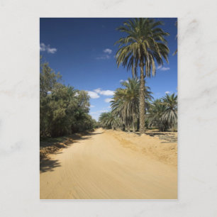 Tunesië, Ksour gebied, Ksar Ghilane, dadelpalm Briefkaart