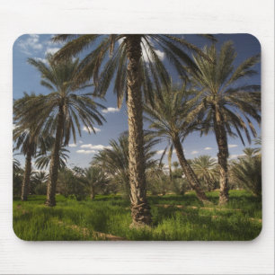 Tunesië, Ksour gebied, Ksar Ghilane, dadelpalm Muismat