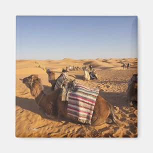 Tunesië, Ksour gebied, Ksar Ghilane, Grand Erg 3 Magneet