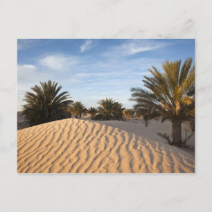 Tunesië, Sahara, Douz, Great Dune, palm 2 Briefkaart