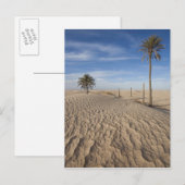 Tunesië, Sahara, Douz, Great Dune, zonsopgang Briefkaart (Voorkant / Achterkant)