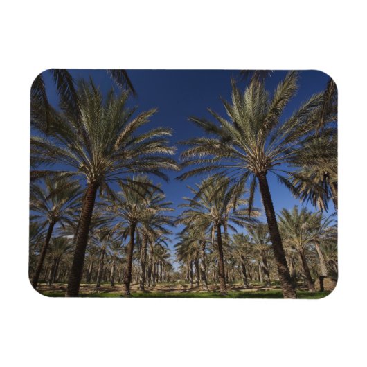 Tunesië, Sahara, Douz, Zone Touristique, 2 Magneet (Horizontaal)