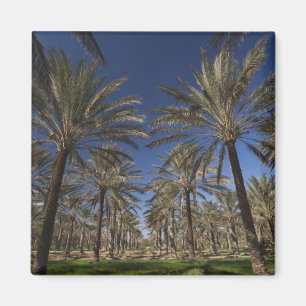 Tunesië, Sahara, Douz, Zone Touristique, 2 Magneet