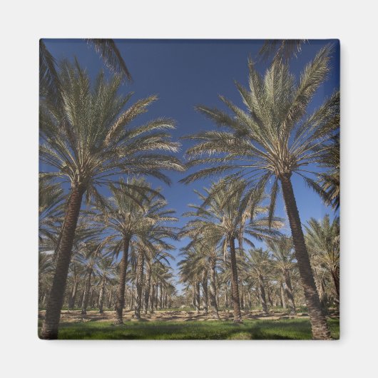 Tunesië, Sahara, Douz, Zone Touristique, 2 Magneet (Voorkant)