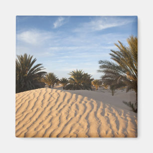 Tunesië, Saharawoestijn, Douz, Grote Duin, palm 2 Magneet