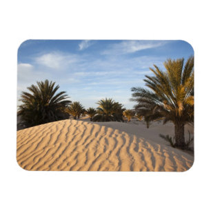 Tunesië, Saharawoestijn, Douz, Grote Duin, palm 2 Magneet