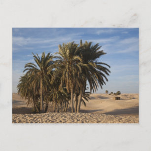 Tunesië, Saharawoestijn, Douz, Grote Duin, palm Briefkaart