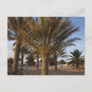 Tunesië, Saharawoestijn, Douz, Grote Duin, palm Briefkaart