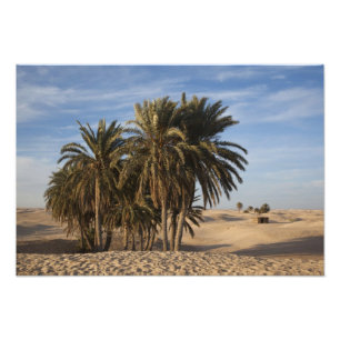 Tunesië, Saharawoestijn, Douz, Grote Duin, palm Foto Afdruk