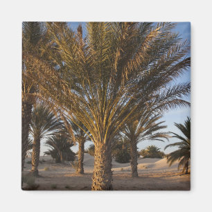 Tunesië, Saharawoestijn, Douz, Grote Duin, palm Magneet