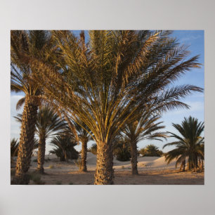 Tunesië, Saharawoestijn, Douz, Grote Duin, palm Poster