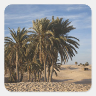 Tunesië, Saharawoestijn, Douz, Grote Duin, palm Vierkante Sticker