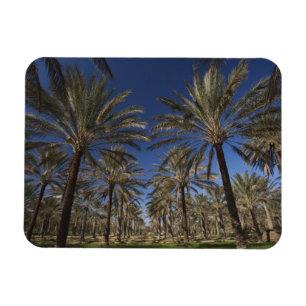 Tunesië, Saharawoestijn, Douz, Zone Touristique, 2 Magneet