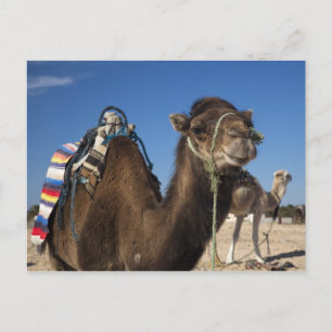 Tunesië, Saharawoestijn, Douz, Zone Touristique, Briefkaart