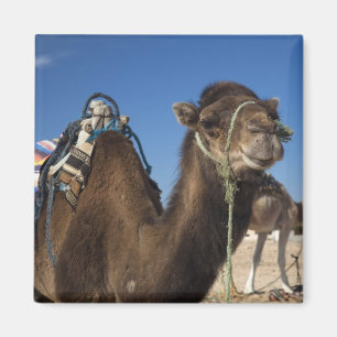 Tunesië, Saharawoestijn, Douz, Zone Touristique, Magneet