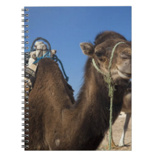 Tunesië, Saharawoestijn, Douz, Zone Touristique, Notitieboek