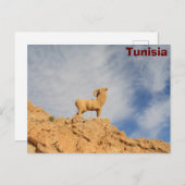 Tunesische geitenstandbeeld briefkaart (Voorkant / Achterkant)