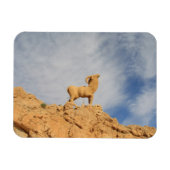 Tunesische geitenstandbeeld magneet (Horizontaal)