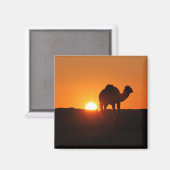 Tunesische woestijn, kameel op zonsondergang magneet (Voorkant / Achterkant)