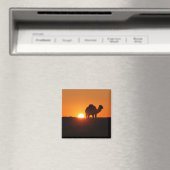 Tunesische woestijn, kameel op zonsondergang magneet (Insitu (Vaatwasser))