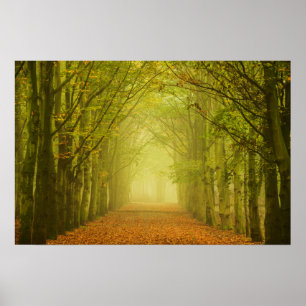 Tunnel van licht in het bos poster