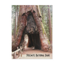 Tunnelboom - Yosemite