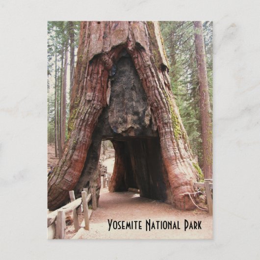 Tunnelboom - Yosemite Briefkaart (Voorkant)