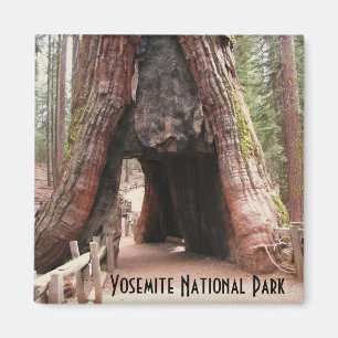 Tunnelboom - Yosemite Magneet