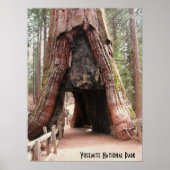 Tunnelboom - Yosemite Poster (Voorkant)