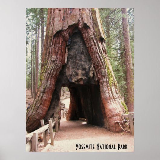 Tunnelboom - Yosemite Poster (Voorkant)