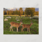 Tuolumne Meadow, Yosemite Briefkaart (Voorkant)