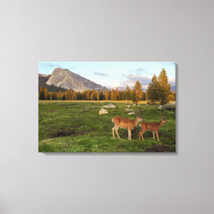 Tuolumne Meadow, Yosemite Canvas Afdruk