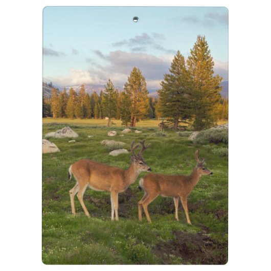 Tuolumne Meadow, Yosemite Klembord (Achterkant)
