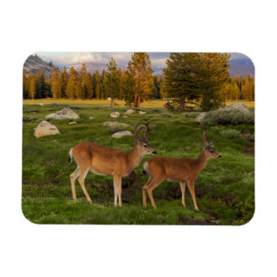 Tuolumne Meadow, Yosemite Magneet