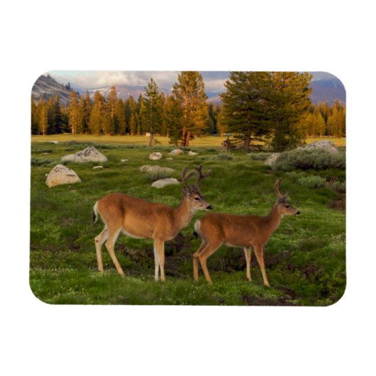 Tuolumne Meadow, Yosemite Magneet (Horizontaal)