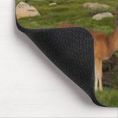 Tuolumne Meadow, Yosemite Muismat (Hoek)